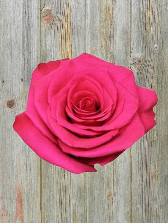 VI PINK  HOT PINK ROSE